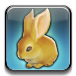 dwarf_rabbit